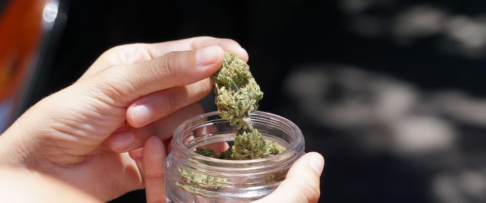 Comment bien conserver fleurs de CBD ? Tous les conseils pour préserver leur qualité Calm&Co Image