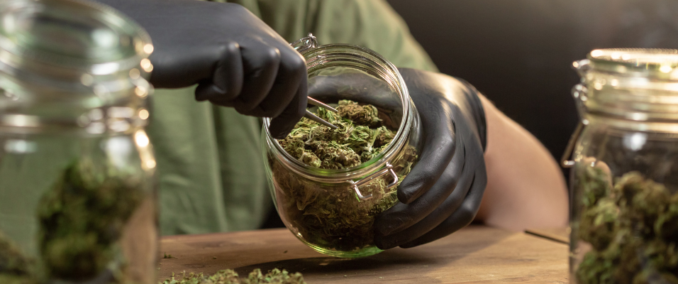 Variétés de CBD puissantes : fleurs incontournables et conseils de consommation Calm&Co Image