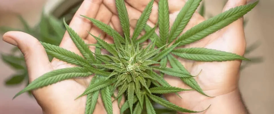 Quel est le goût du CBD ? Ce qu’il faut savoir avant de tester Calm&Co Image