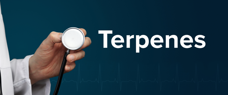 Terpènes CBD : comprendre ces molécules qui influencent goût, arôme et effets Calm&Co