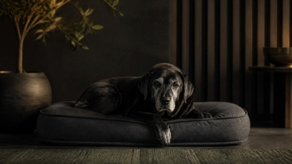 Vieux labrador au museau gris allongé sur un coussin épais, article du Journal Calm&Co