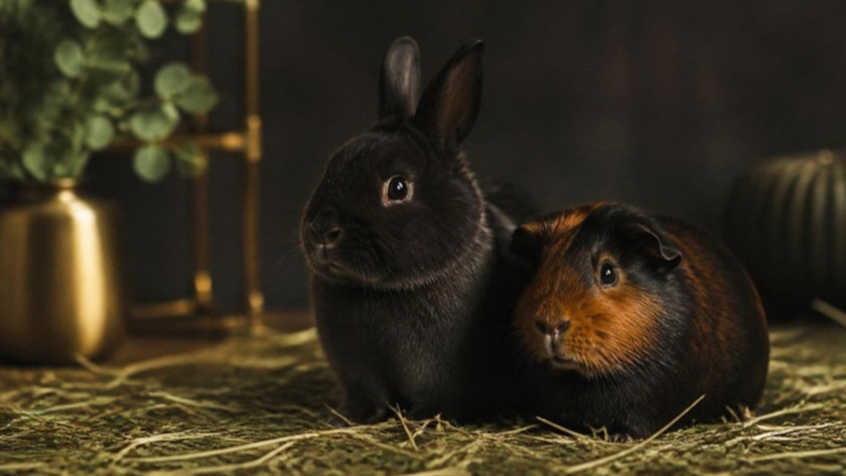 Lapin nain et cochon d'Inde posés sur du foin, article du Journal Calm&Co