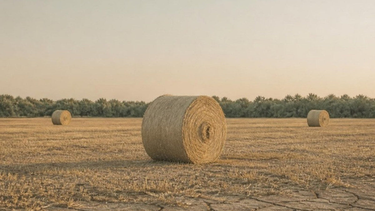 Balles de paille rondes sur un champ moissonné au sol craquelé par la sécheresse, article du Journal Calm&Co
