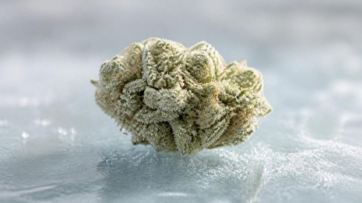 Fleur de chanvre CBD Frozen lyophilisée en gros plan, tête claire et givrée couverte de trichomes Image