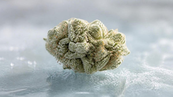 Fleur CBD Frozen : définition, fabrication et différences