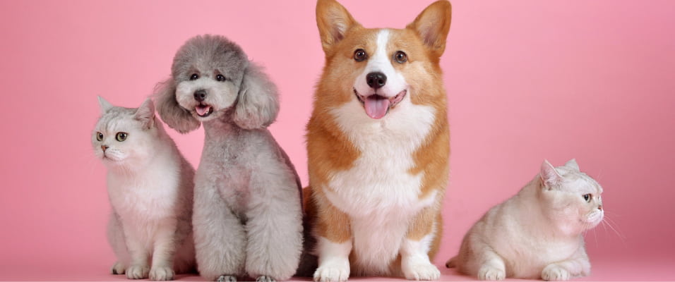 🐾 CBD pour animaux : un allié naturel contre le stress de nos compagnons Calm&Co Image