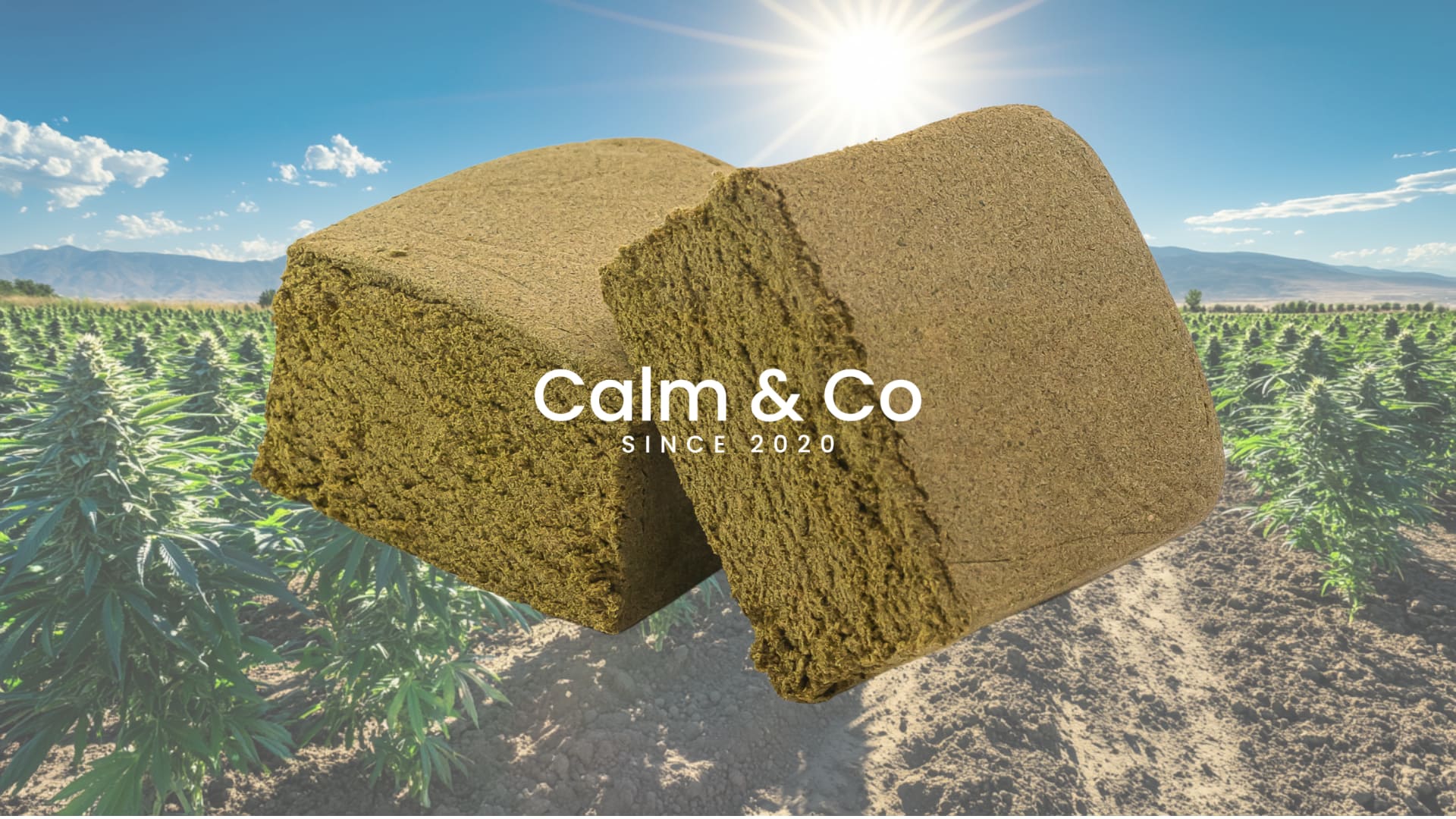 Pollen CBD Orange Bud : L'explosion aromatique et la détente pure (Guide 2026) Calm&Co
