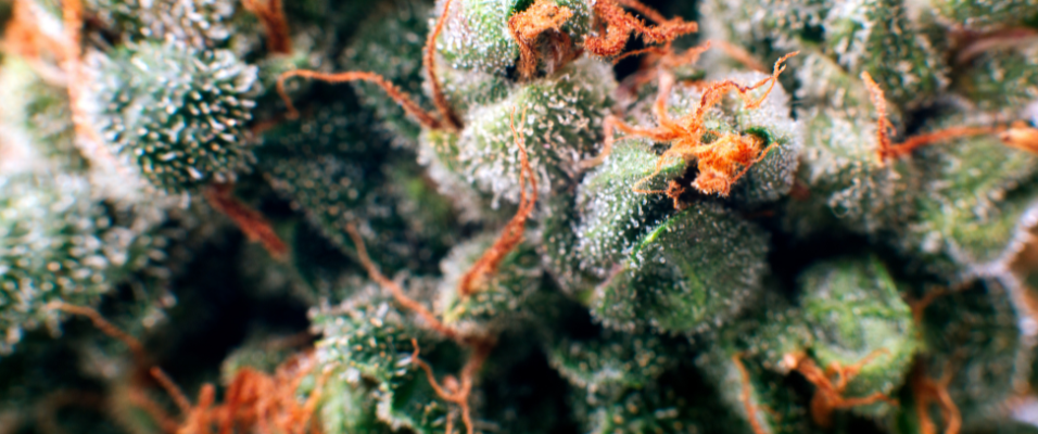 Rôle trichomes : types et importance pour la qualité du cannabis Calm&Co Image