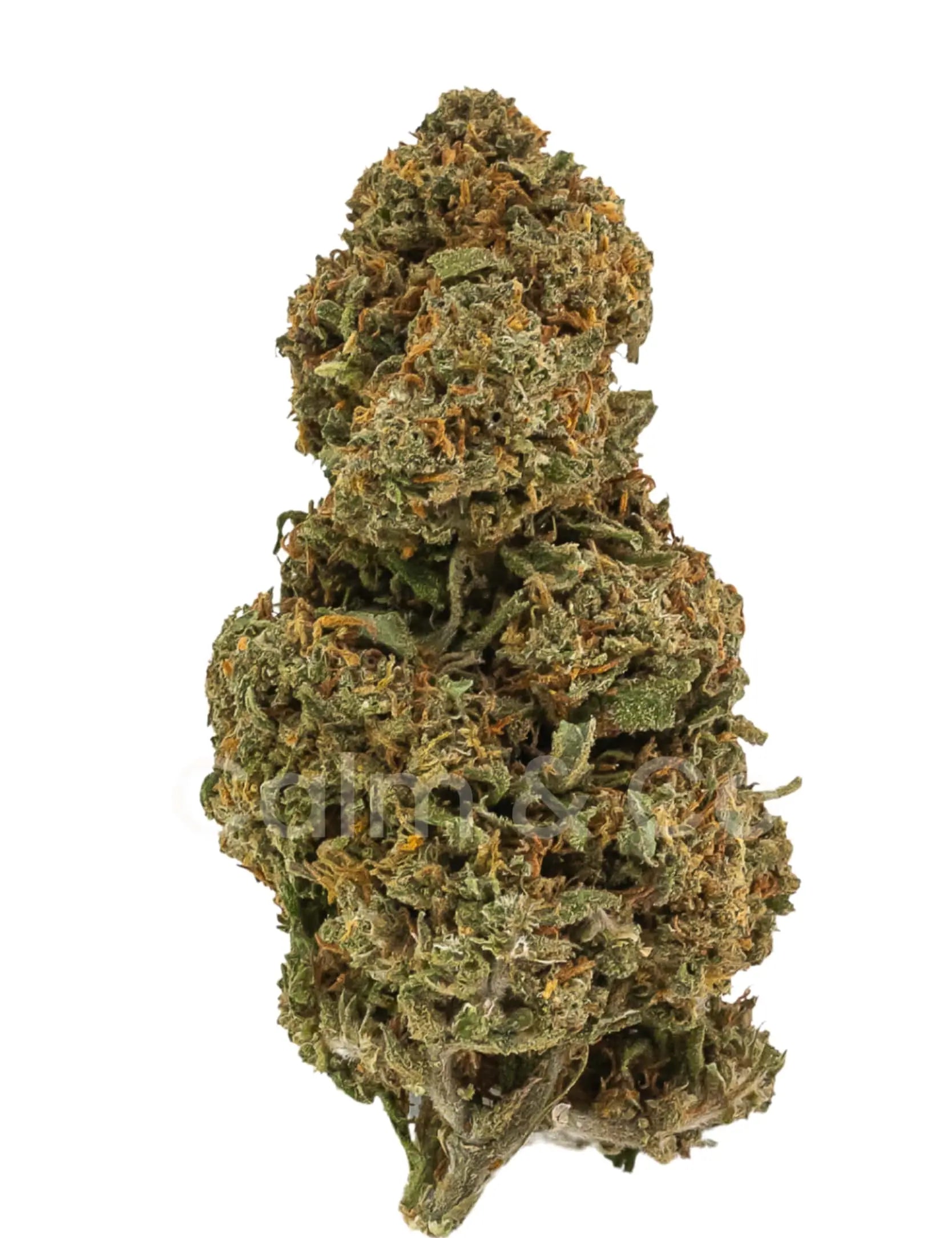 Moby Dick – Fleurs CBD Outdoor Calm&Co