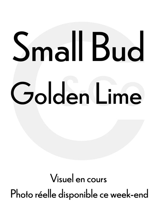 GOLDEN LIME – Fleurs CBD Small Bud